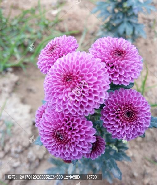 紫色雛菊