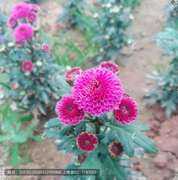 小雛菊