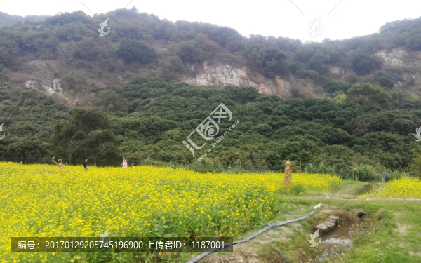 山下的油菜花
