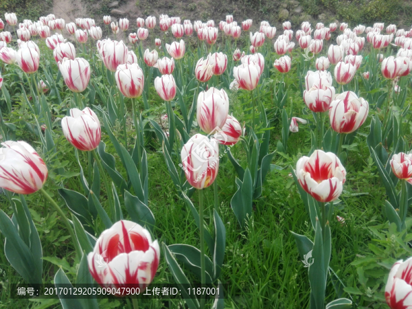 郁金香花叢
