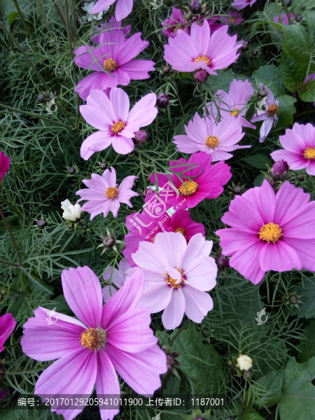 花從中