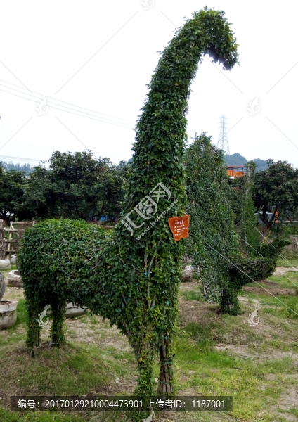 種植的長(zhǎng)頸