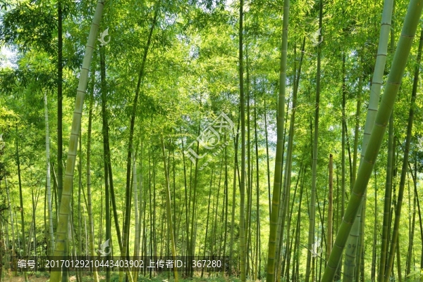 竹林
