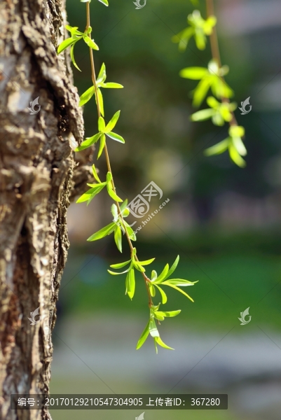 柳樹新芽