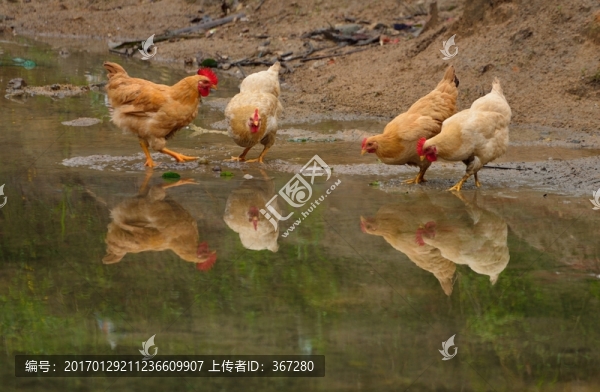 鄉(xiāng)村土雞