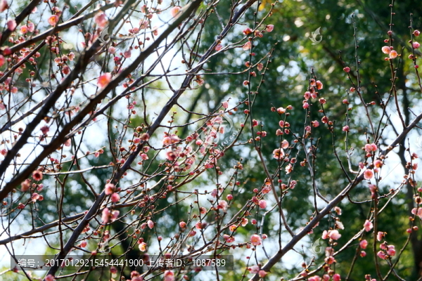 梅花