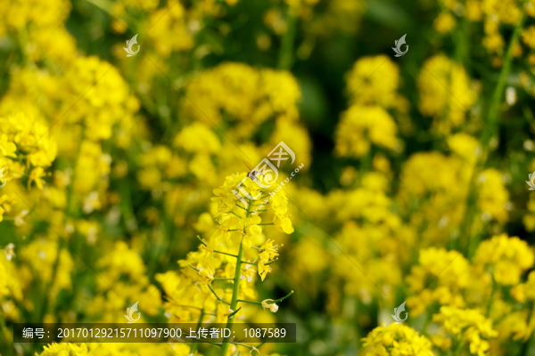 菜花