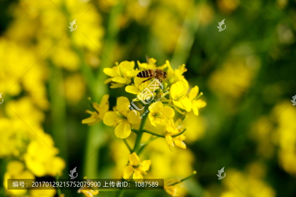 菜花