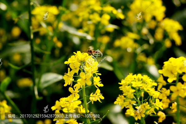 菜花