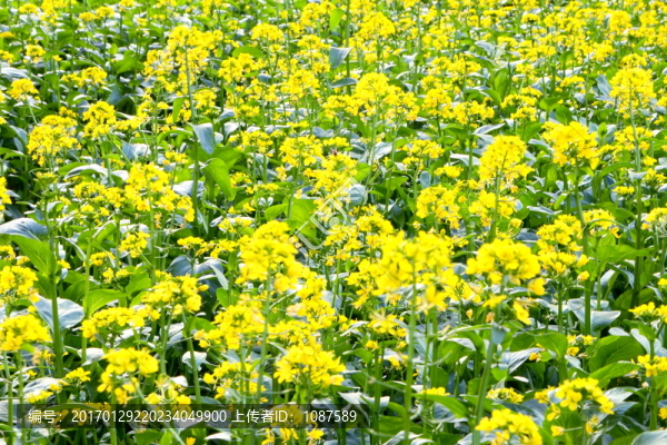 菜花