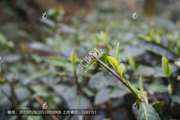 茶葉,春茶