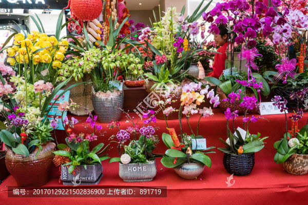 花店,玫瑰,蝴蝶蘭,蘭花