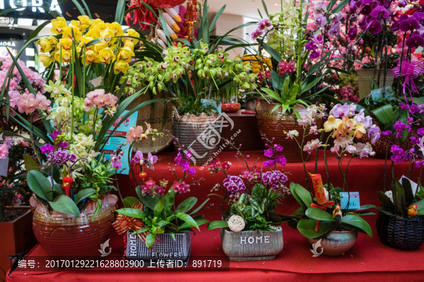花店,玫瑰,蝴蝶蘭,蘭花