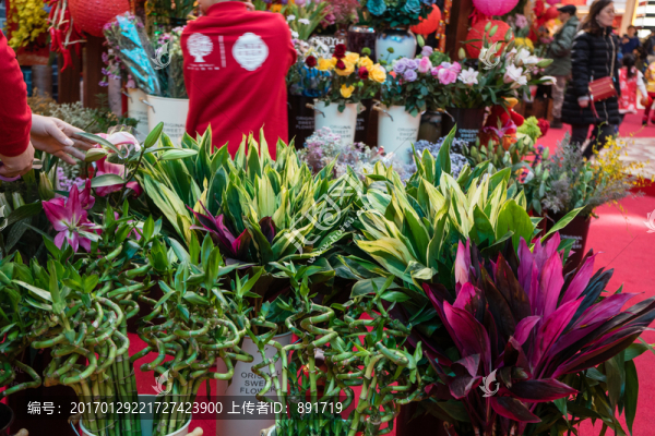 花店,玫瑰,蝴蝶蘭,蘭花