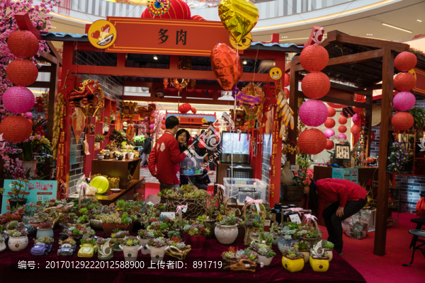 花店,玫瑰,蝴蝶蘭,蘭花