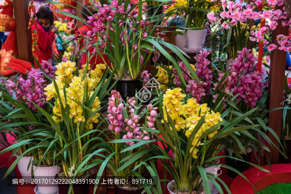 花店,玫瑰,蝴蝶蘭,蘭花