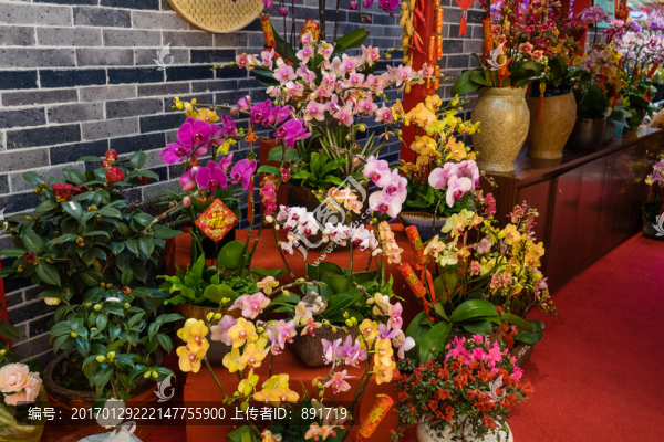 花店,玫瑰,蝴蝶蘭,蘭花