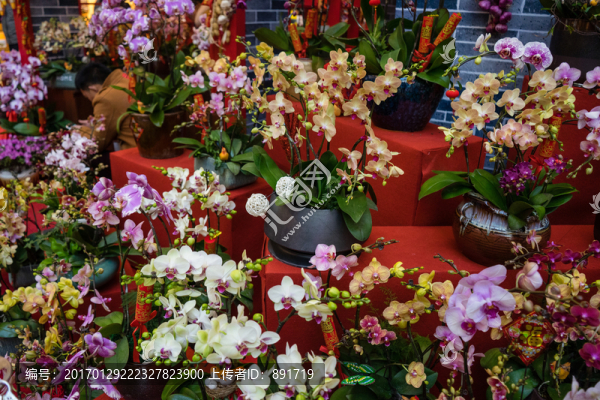花店,玫瑰,蝴蝶蘭,蘭花