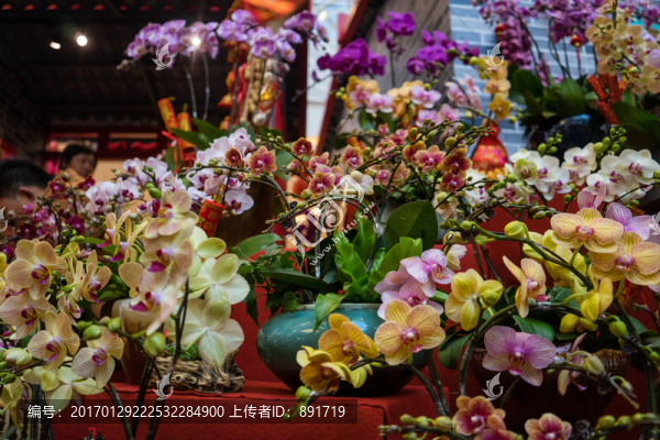 花店,玫瑰,蝴蝶蘭,蘭花