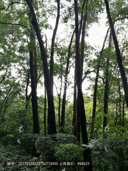 深圳筆架山公園風景