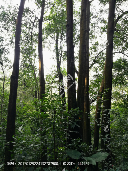 深圳筆架山森林公園樹(shù)木