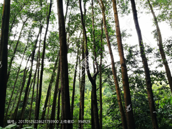 深圳筆架山森林