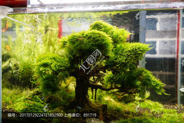 水族造型,魚缸造景