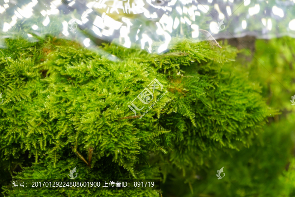 水族造型,魚缸造景