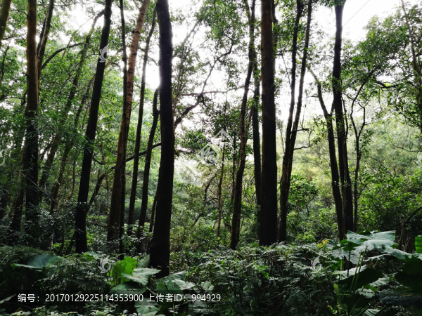深圳筆架山森林公園