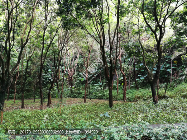 深圳筆架山森林公園風(fēng)光