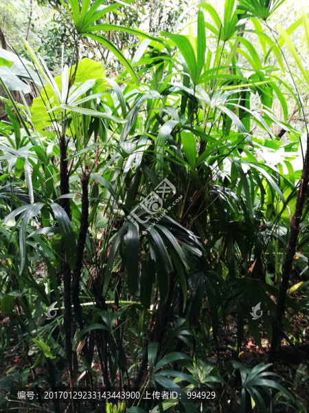 深圳筆架山森林公園風(fēng)光