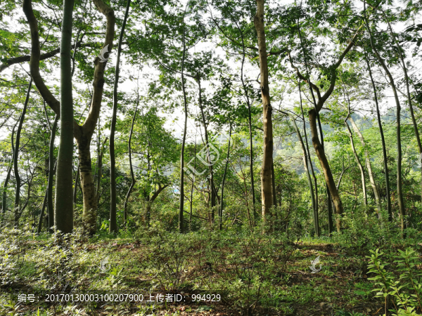 筆架山森林公園