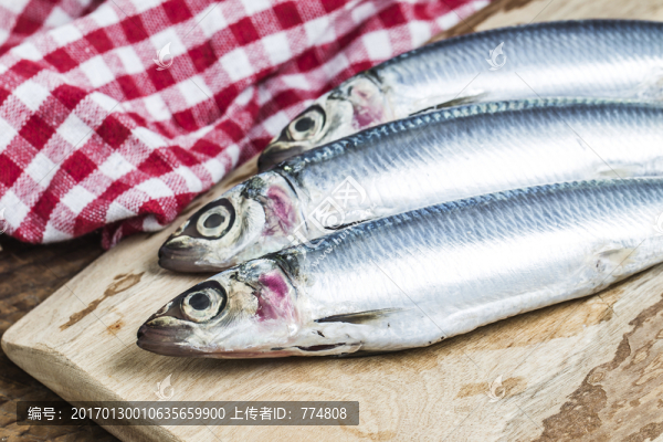 沙丁魚