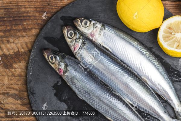 沙丁魚