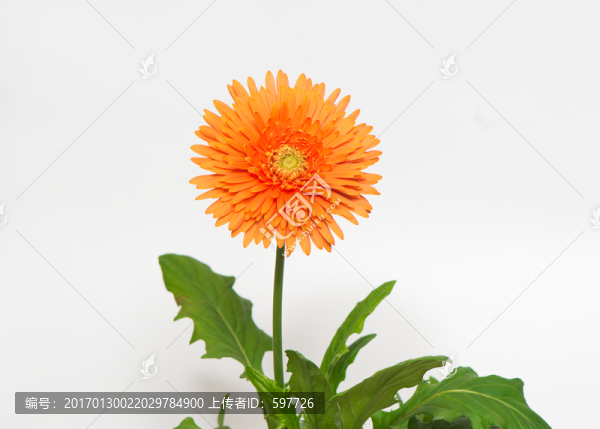 非洲菊