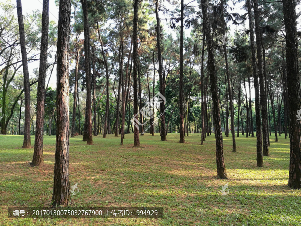 筆架山森林公園樹林