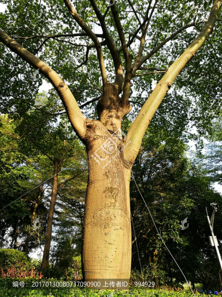 筆架山森林公園樹木