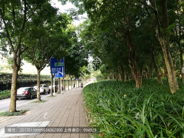 深圳林蔭道路