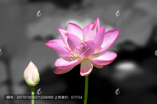 荷花