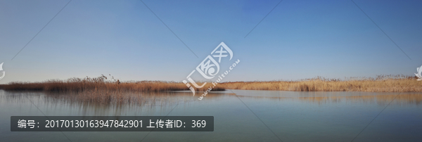 濕地,蘆葦