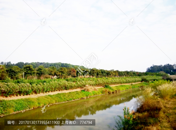 綠樹湖岸