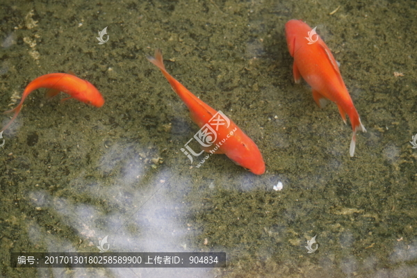 觀賞魚