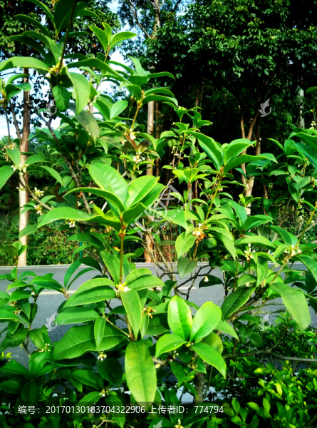 綠色植物