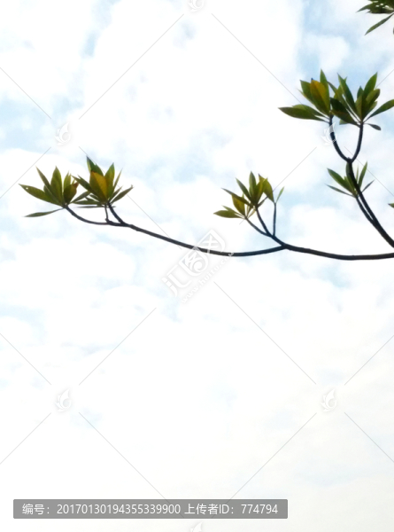 藍天下的樹枝