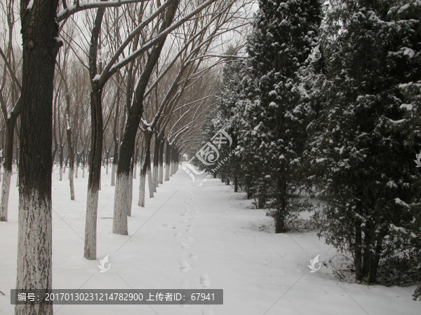 北京六郎莊松樹(shù)林雪景印象