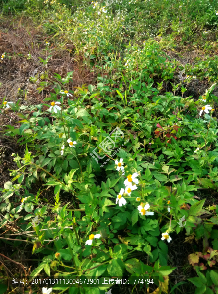 綠草地
