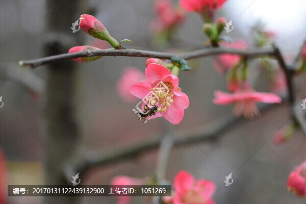 貼梗海棠
