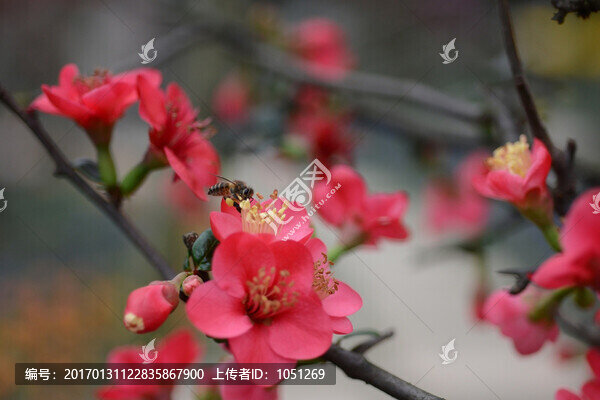 貼梗海棠