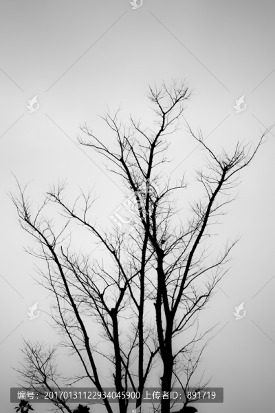 枯樹,原始森林