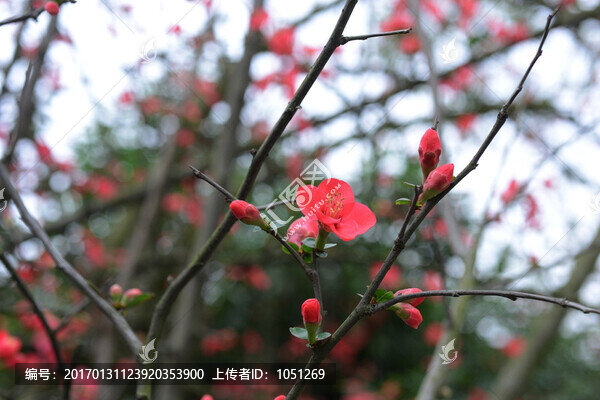 貼梗海棠